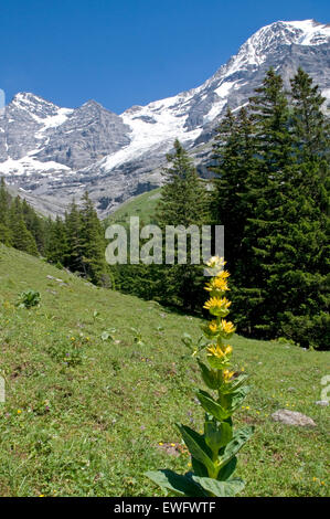 La flore de l'Oberland Bernois, Suisse. Grande Gentiane jaune Banque D'Images