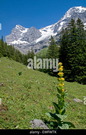 La flore de l'Oberland Bernois, Suisse. Grande Gentiane jaune Banque D'Images