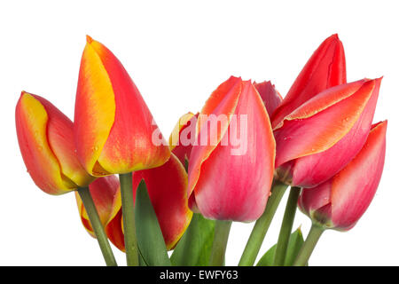 Fleurs de tulipe avec goutte d'eau isolé sur fond blanc Banque D'Images