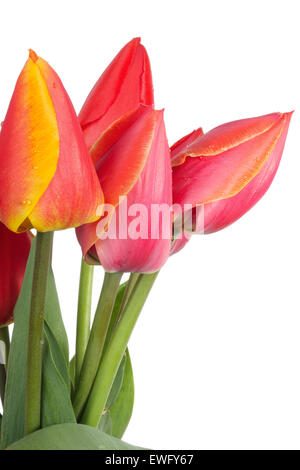 Fleurs de tulipe avec goutte d'eau isolé sur fond blanc Banque D'Images