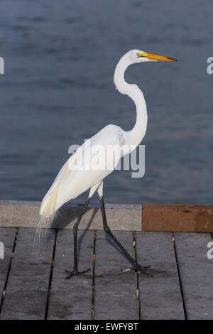 Passer une Grille Beach, Floride, Grande Aigrette Banque D'Images