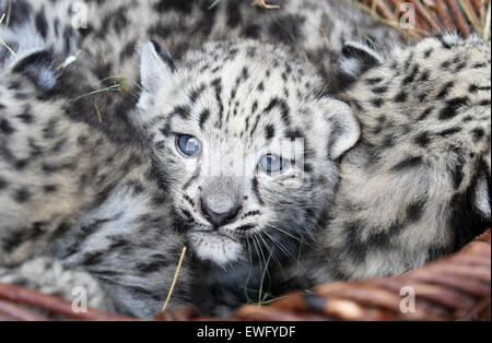 Karlruhe, Allemagne. 24 Juin, 2015. Bébé trois léopards des neiges sont présentées au public au zoo de Karlruhe, Allemagne, 24 juin 2015. Les six semaines de triplés, deux hommes et une femme, ont été nommés en l'Deeleg (Chance et bénédictions), Dipendu (lune) et le modeste (Dinata). © AFP PHOTO alliance/Alamy Live News Banque D'Images