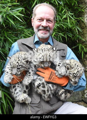 Karlruhe, Allemagne. 24 Juin, 2015. Clemens Becker, directeur par intérim de Zoo de Karlsruhe, présente trois bébé léopards des neiges au zoo de Karlruhe, Allemagne, 24 juin 2015. Les six semaines de triplés, deux hommes et une femme, ont été nommés en l'Deeleg (Chance et bénédictions), Dipendu (lune) et le modeste (Dinata). PHOTO : ULI DECK/dpa/Alamy Live News Banque D'Images