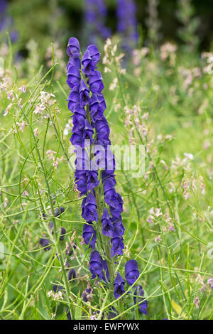 Aconitum napellus. Monkshood fleur. Aconit fleurs Banque D'Images