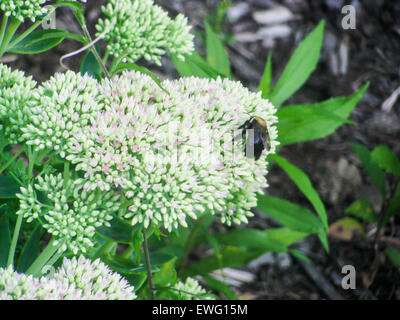 La collecte de l'Abeille du nectar de fleurs blanches Banque D'Images