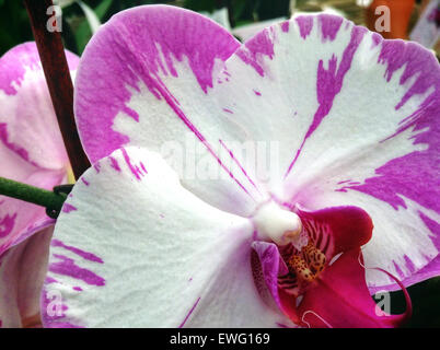 Cette image macro montre les détails complexes d'une fleur violette et blanche. La perspective rapprochée met en valeur les pétales délicats et les couleurs contrastées de la fleur. Des fleurs comme celle-ci peuvent souvent être trouvées dans les jardins ou les prairies de fleurs sauvages et sont appréciées pour leur beauté et leur structure complexe. Banque D'Images