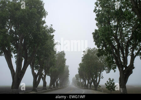 Une route est bordée de grands arbres, enveloppée de brume et de brouillard, créant une atmosphère énigmatique et mystérieuse. Le chemin devant vous semble flou, le brouillard créant une sensation de profondeur et d'intrigue dans le paysage. Banque D'Images