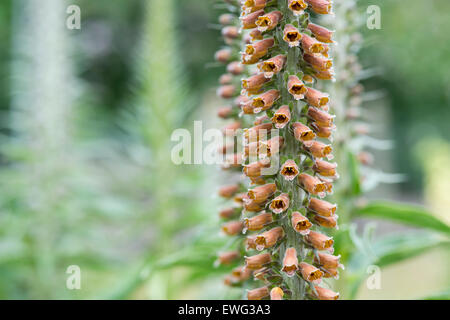 Digitalis parviflora «lait chocolat. Foxglove Banque D'Images