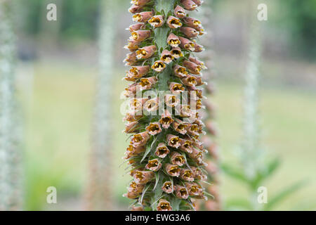 Digitalis parviflora le chocolat au lait. Foxglove Banque D'Images