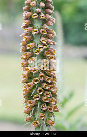 Digitalis parviflora le chocolat au lait. Foxglove Banque D'Images