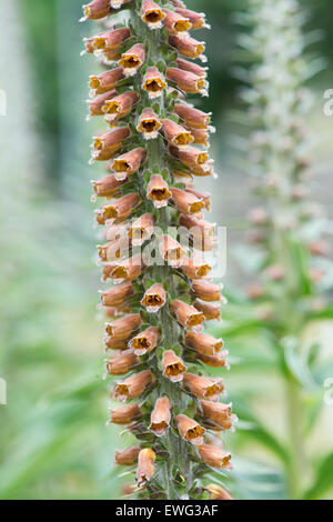 Digitalis parviflora le chocolat au lait. Foxglove Banque D'Images