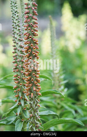 Digitalis parviflora 'Milk chocolat". Foxglove 'Milk chocolate' en fleurs Banque D'Images