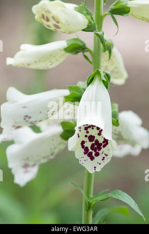 Digitalis purpurea blanc dalmates. Foxglove Banque D'Images