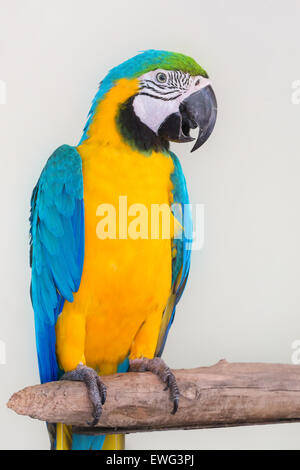 Colorful parrot eating fruit isolé en fond blanc Banque D'Images