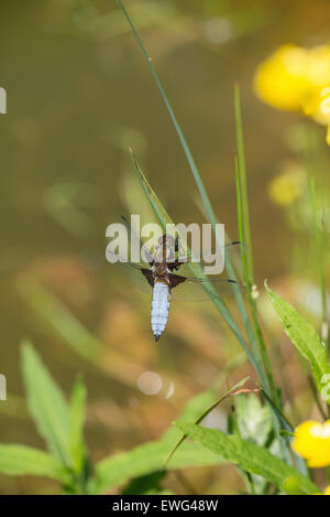 À corps large chaser (Libellula depressa), mâle adulte détenant le territoire sur le bord d'un étang. Banque D'Images