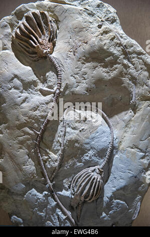 Les Crinoïdes sont des animaux marins qui composent la classe Crinoidea des échinodermes (embranchement des échinodermes) Banque D'Images