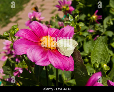 (Gonepteryx rhamni Brimstone Butterfly) sur dahlia rose. Banque D'Images