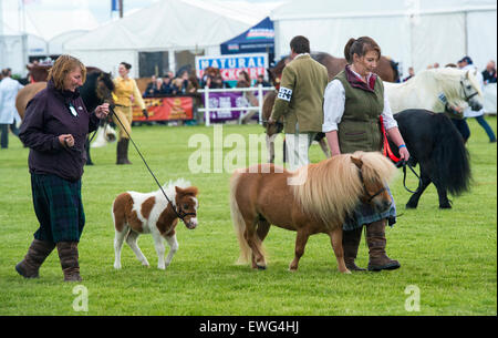 La première place dans les poneys Shetland Grand Parade au Royal Highland Show, Édimbourg, Écosse, Vendredi 19 Juin 2015 Banque D'Images