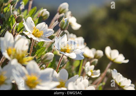 La lumière du matin dans le dryas blanc Banque D'Images