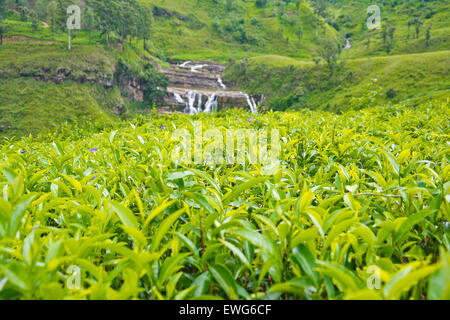 Les plantations de thé au Sri Lanka Banque D'Images