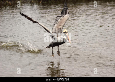 Un mâle brown pelican s'exécute à partir d'un estuaire côtier. Banque D'Images