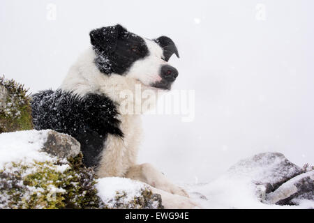 Border Collie chien de berger au travail dans des conditions de blizzard dans les collines, Cumbria, Royaume-Uni. Banque D'Images