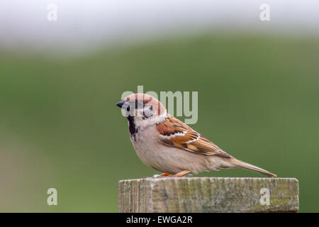 Tree Sparrow assis sur un poteau de clôture Banque D'Images