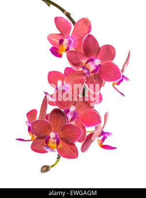 Rameau en fleurs de belle orchidée phalaenopsis rouge, est isolé sur fond blanc, gros plan Banque D'Images