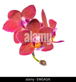 Rameau en fleurs de belle orchidée phalaenopsis rouge, est isolé sur fond blanc, gros plan Banque D'Images