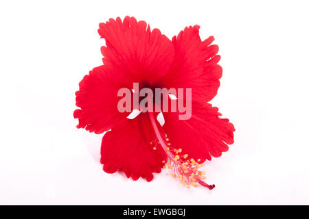 Studio shot frilly pétales rouges de la fleur d'hibiscus rouge exotique on white Banque D'Images