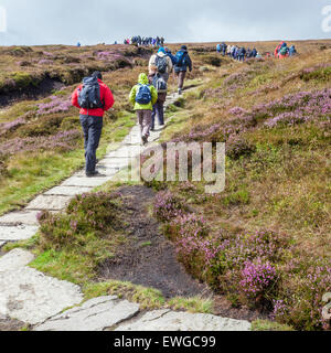 Très grand groupe de randonnée. Les randonneurs à pied un chemin de lande dans la campagne du Derbyshire. Kinder Scout, parc national de Peak District, England, UK Banque D'Images