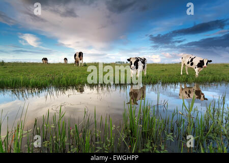 Les vaches au pâturage par rivière sur sunset sky Banque D'Images