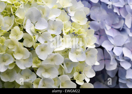 L'hydrangea fleurs en croissance dans le jardin Banque D'Images