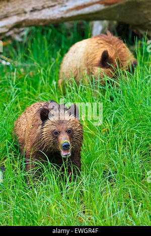 Les oursons grizzlis côtières à la recherche de nourriture à marée basse sur la partie continentale de la Colombie-Britannique, Canada Banque D'Images