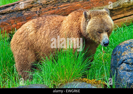 Côtières femelle grizzli à chercher de la nourriture à marée basse sur la partie continentale de la Colombie-Britannique, Canada Banque D'Images