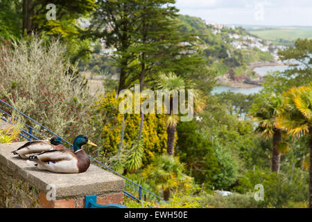 Admirez la vue sur la mer des colverts Overbecks Edwardian house museum et jardins à Salcombe Devon, Angleterre Royaume-uni une attraction touristique Banque D'Images