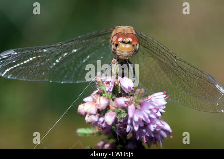 Dard commun Dragonfly (sympetrum striolatum) Banque D'Images