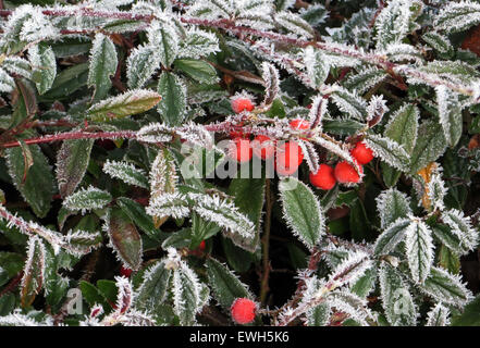 Berlin, Allemagne, ueberzogene avec hoarfrost feuilles et fruits de cotoneaster Banque D'Images