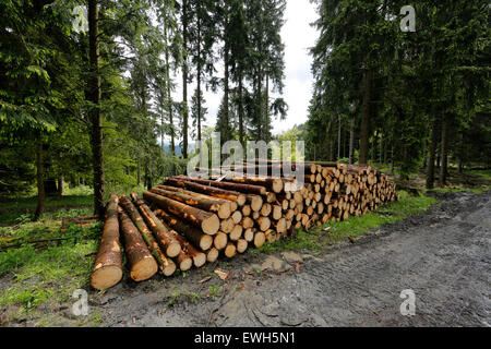 Bad-Berleburg, Allemagne, arbres abattus, Holzpolter dans la forêt Banque D'Images