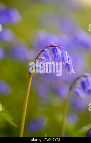 Bluebell, Hyacinthoides non-scripta, Endymion non-scriptus, wildflower, Dumfries et Galloway, Écosse Banque D'Images