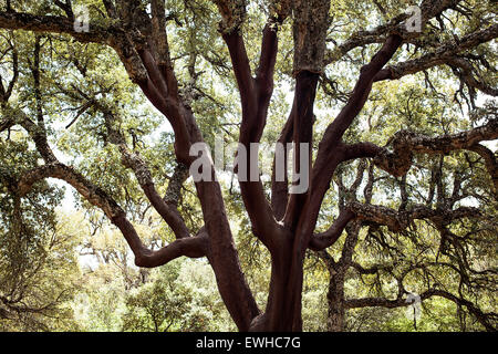 Chêne-vert treel arge et splendide dans la nature avec d'énormes branches . Banque D'Images