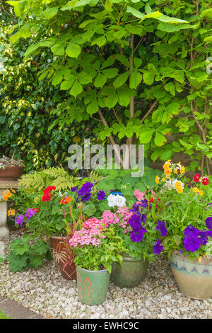 Coin ombragé d'un jardin avec les conteneurs remplis de fleurs colorées Banque D'Images