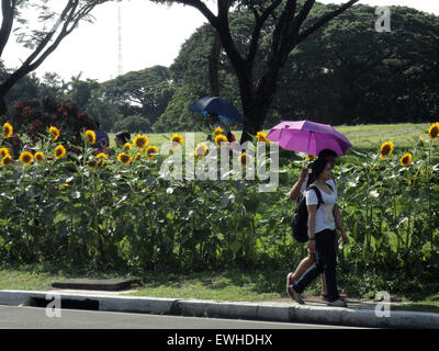 Quezon City, Philippines. 25 Juin, 2015. Les philippins à pied aux côtés de tournesol hybride fleurit le long de la route menant à l'Université des Philippines, Diliman. Il a été une coutume de planter des graines de tournesol au premier jour de cours à l'université pour que les fleurs à la fleur le jour de la remise des diplômes. En raison du changement de calendrier académique en cours de mise en œuvre à l'université, les tournesols ont été croisées avec l'okra gènes pour les laisser croître dans la saison des pluies. © Richard James Mendoza/Pacific Press/Alamy Live News Banque D'Images