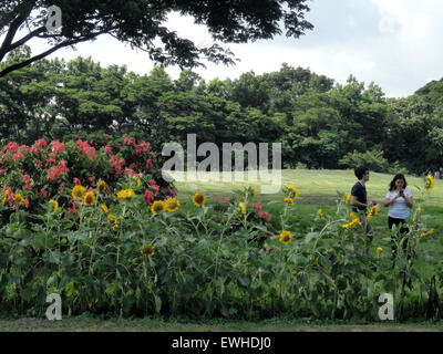 Quezon City, Philippines. 25 Juin, 2015. Les philippins de prendre des photos de fleurs de tournesol hybride le long de la route menant à l'Université des Philippines, Diliman. Il a été une coutume de planter des graines de tournesol au premier jour de cours à l'université pour que les fleurs à la fleur le jour de la remise des diplômes. En raison du changement de calendrier académique en cours de mise en œuvre à l'université, les tournesols ont été croisées avec l'okra gènes pour les laisser croître dans la saison des pluies. © Richard James Mendoza/Pacific Press/Alamy Live News Banque D'Images