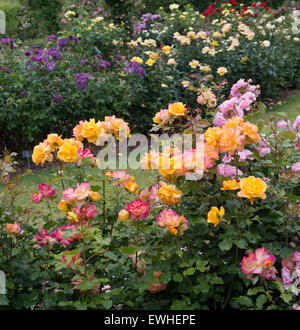 Jardin des Roses avec Rosa 'Sahara' tanarasah à RHS Wisley Gardens, Surrey, Angleterre Banque D'Images