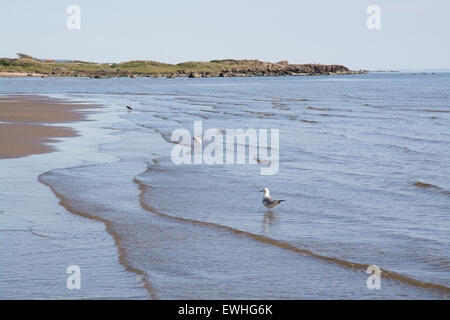 La vie des oiseaux et des dunes de sable sur la plage à Falkenberg, côte occidentale de la Suède, Suède. Banque D'Images