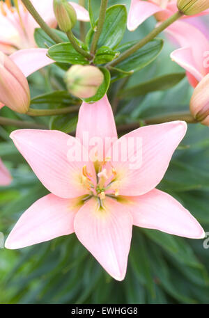 Lilas roses, rubellum Banque D'Images