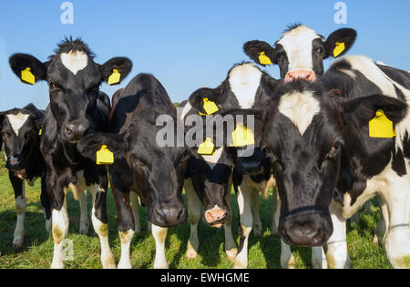 Les vaches en noir et blanc à la recherche dans l'appareil photo Banque D'Images