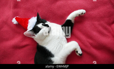 Chat noir et blanc, mignon, endormi, posé les pieds, wearing Christmas hat, fond rouge, l'image graphique Banque D'Images