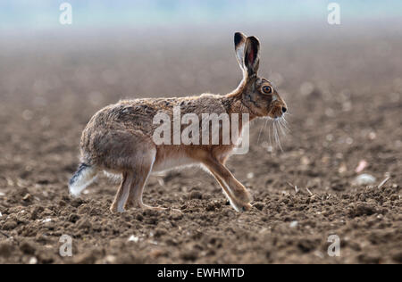 Lièvre brun (Lepus europaeus) s'exécutant sur champ brun Banque D'Images